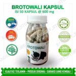 Obat Gatal Kulit Herbal Daun Jamu Suplemen Kesehatan Kapsul Brotowali